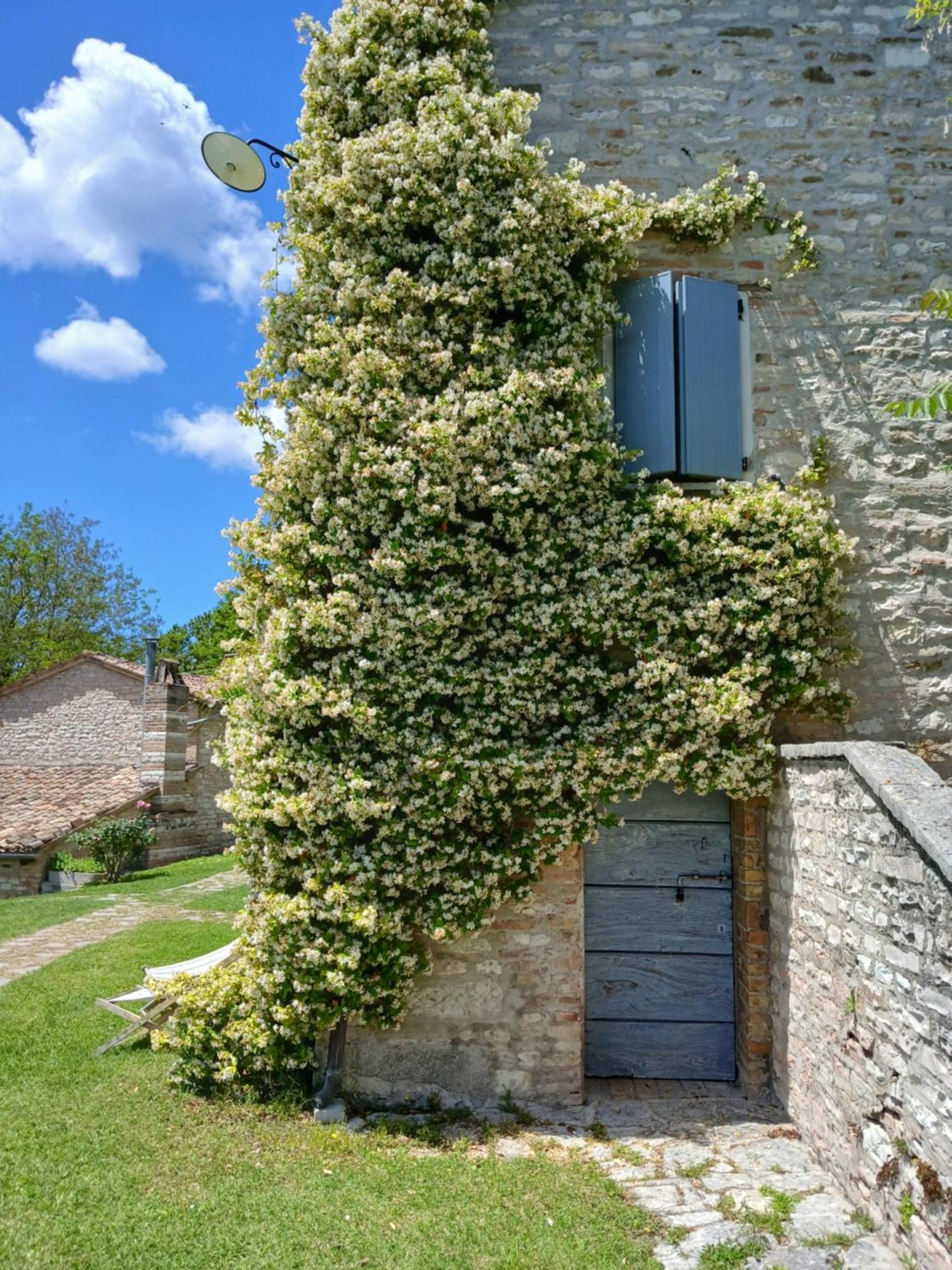 Agriturismo Del Frontino - Lo Studio Apartment Acqualagna Exterior photo